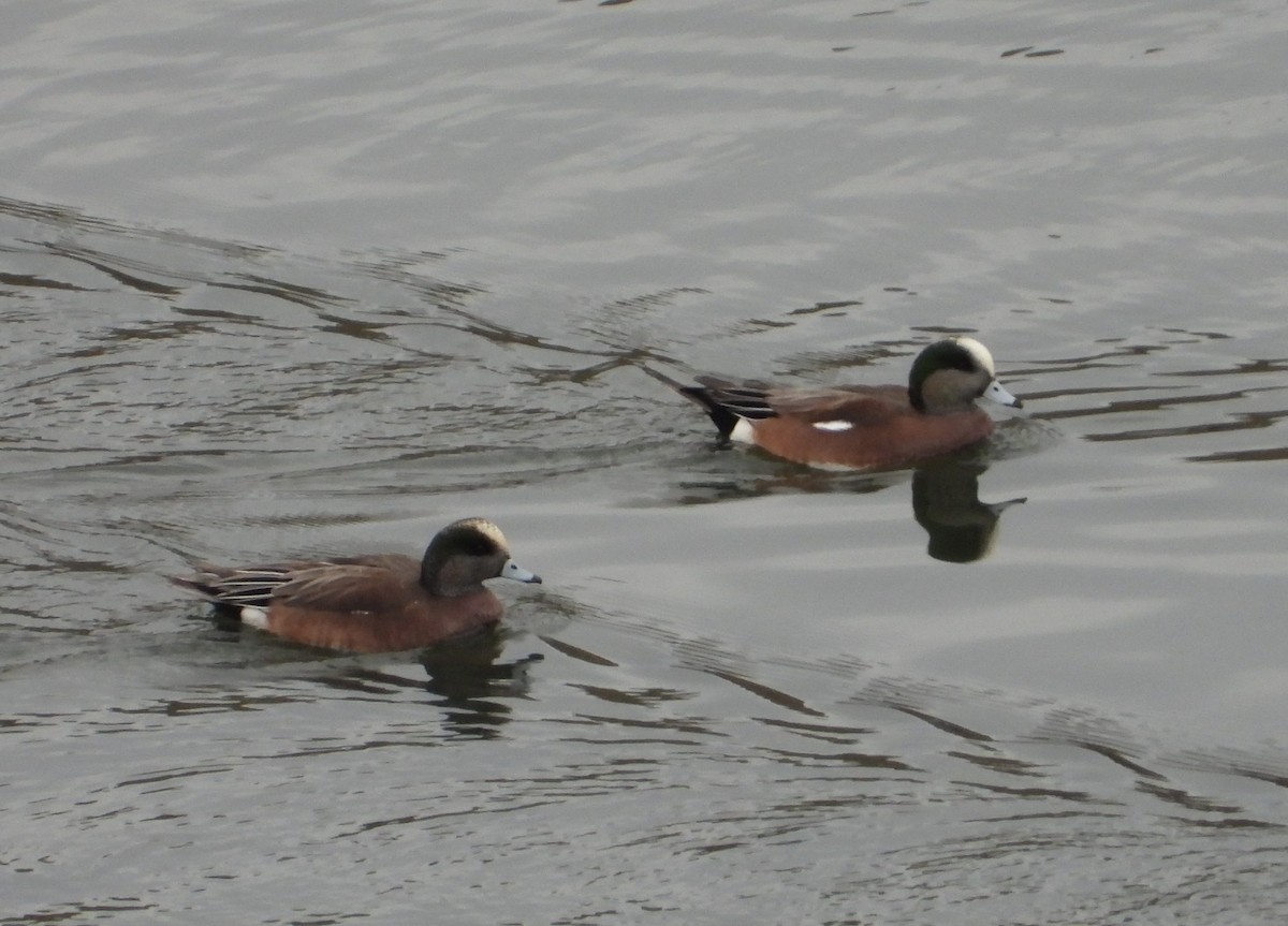 American Wigeon - ML646744461