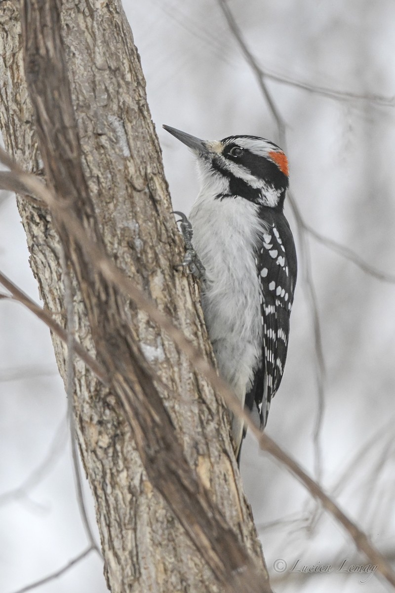Hairy Woodpecker - ML646744462