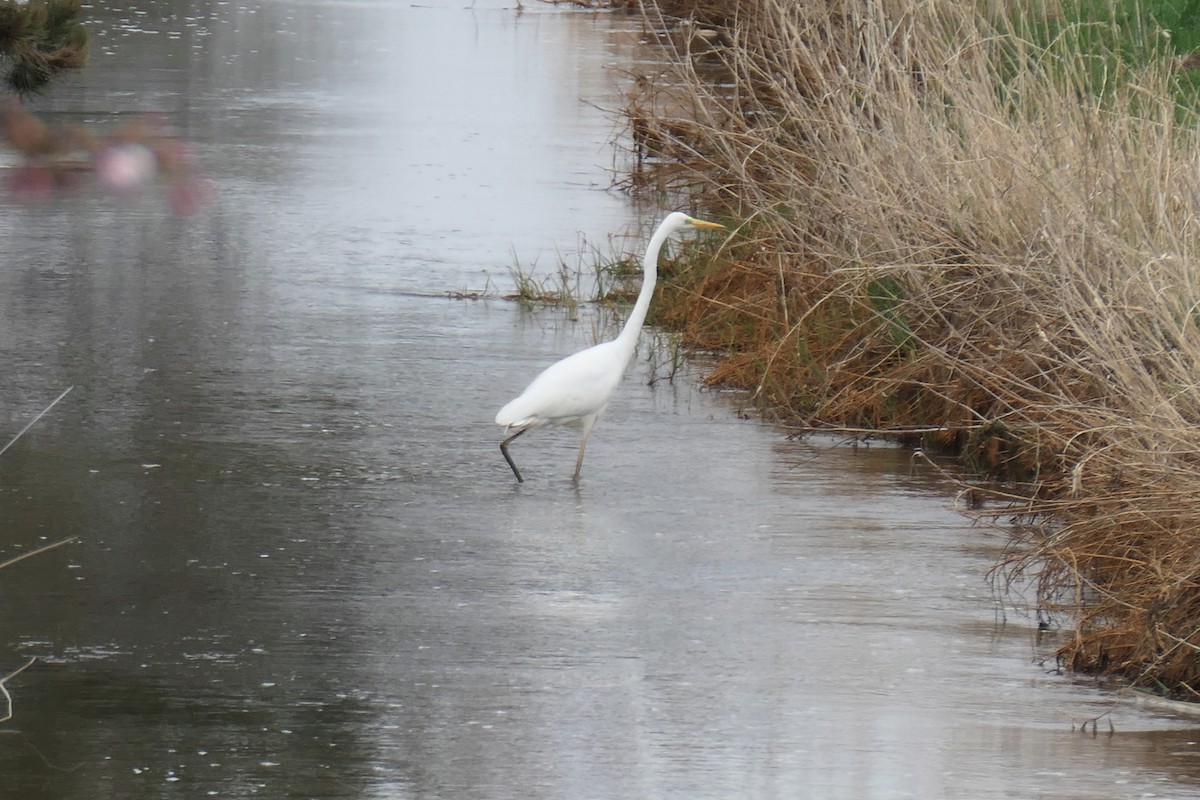 Great Egret - ML646744464