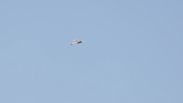 luněc šedý - ML646744466