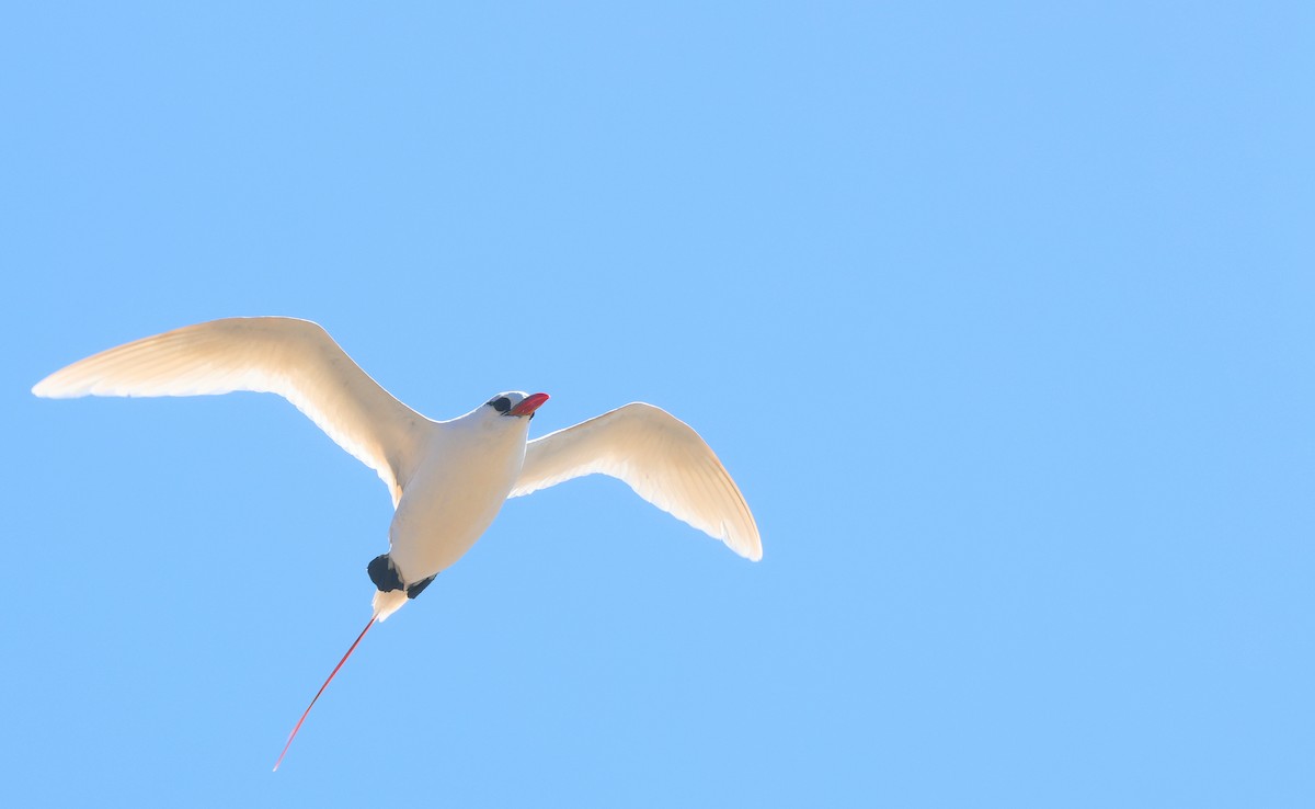 Red-tailed Tropicbird - ML646744473