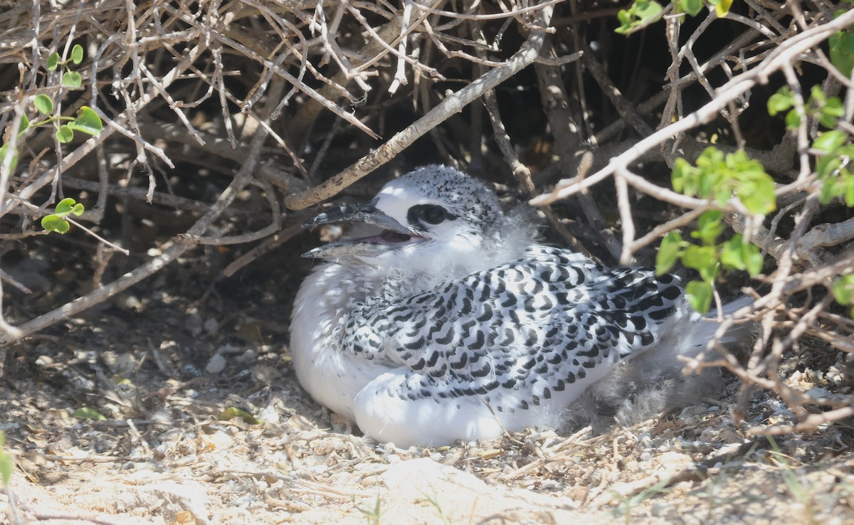 Red-tailed Tropicbird - ML646744474