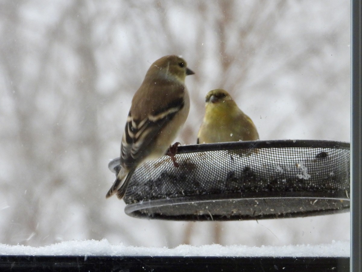 Американский чиж - ML646744475