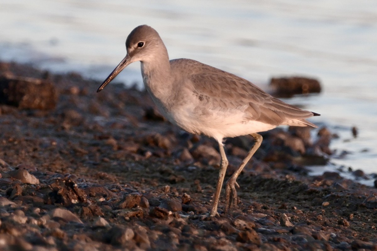 Willet - ML646744484