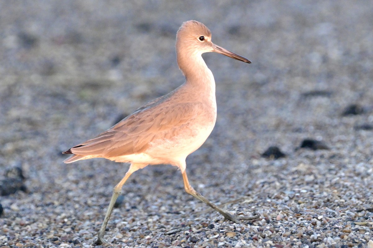 Willet - ML646744485