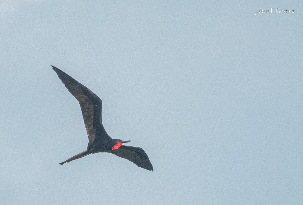 Magnificent Frigatebird - ML646744486