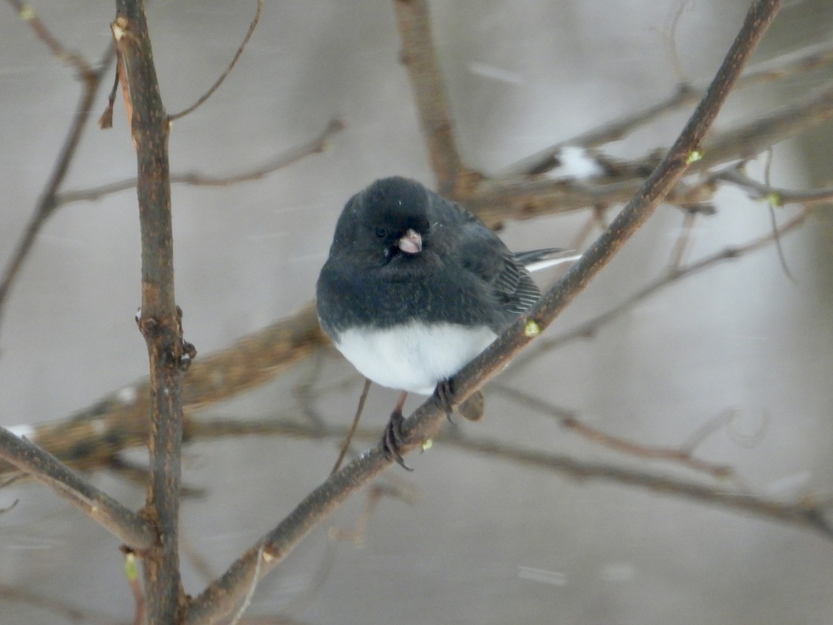 Серый юнко - ML646744487