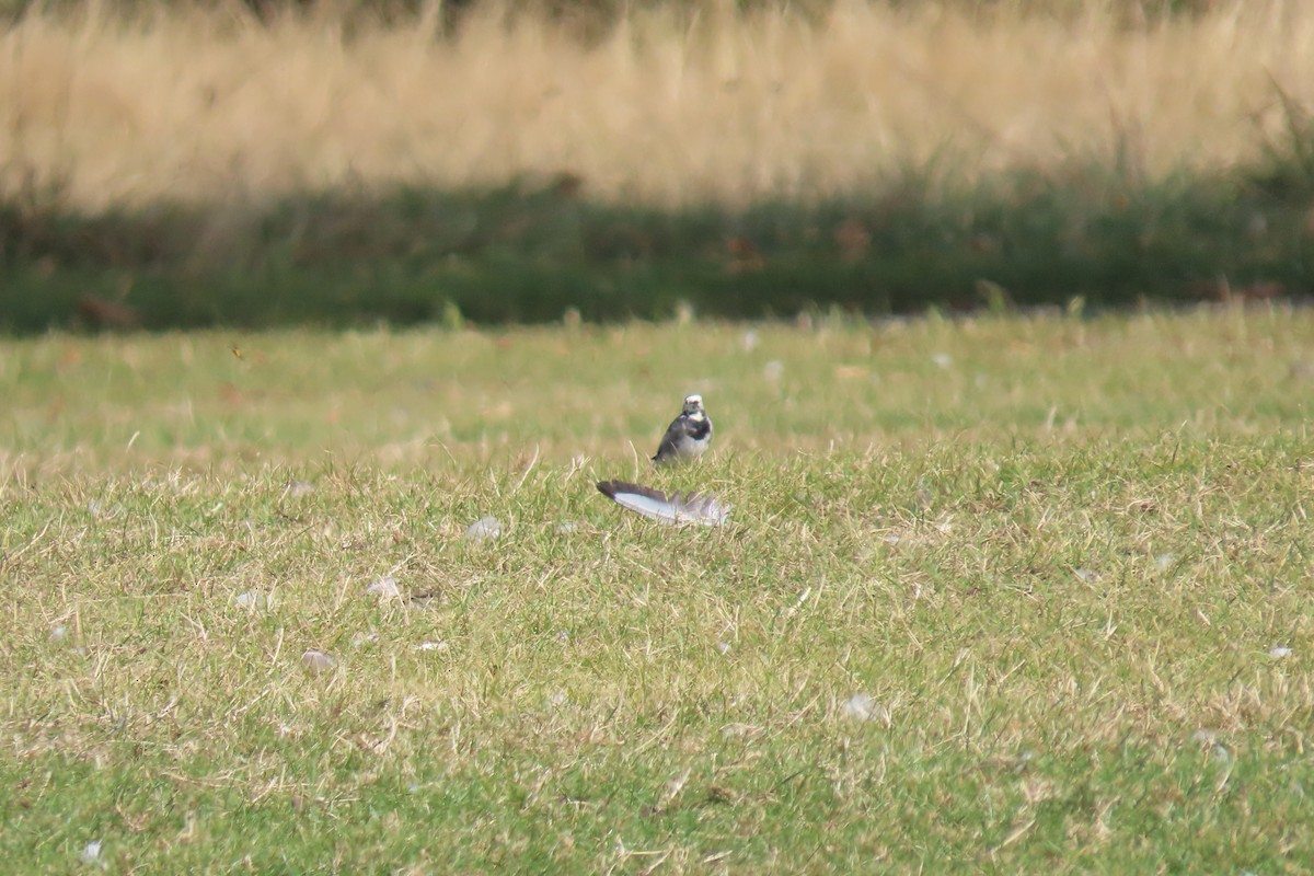 White Wagtail - ML646744488