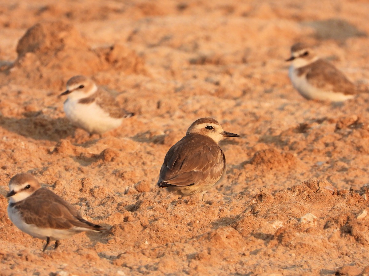 Pluvier asiatique - ML646744490