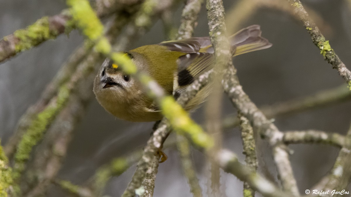 králíček obecný - ML646744496