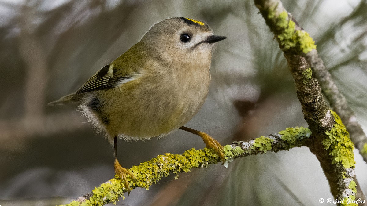 králíček obecný - ML646744497