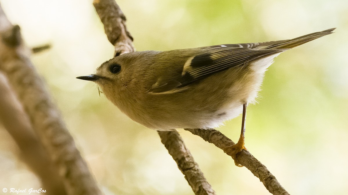 králíček obecný - ML646744498