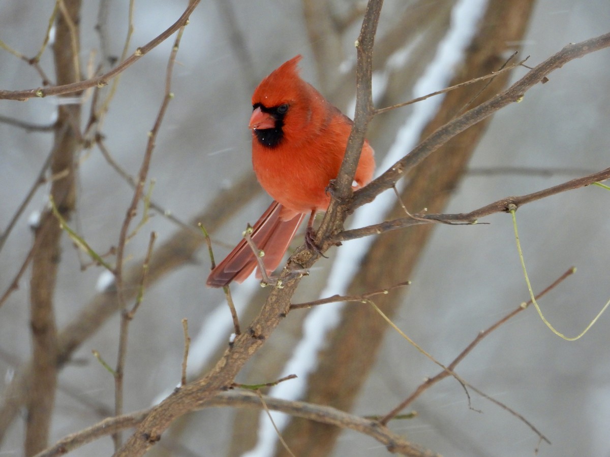 Красный кардинал - ML646744499