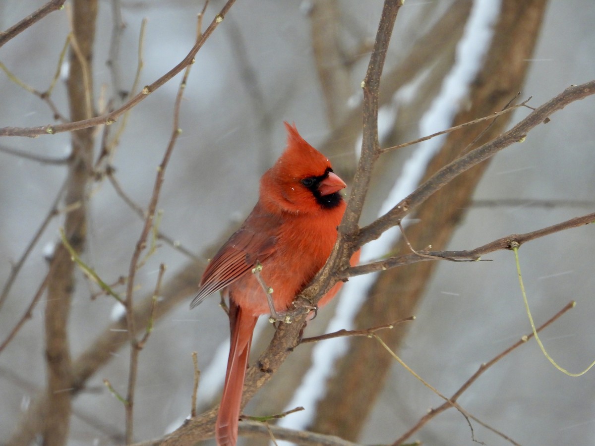 Красный кардинал - ML646744500