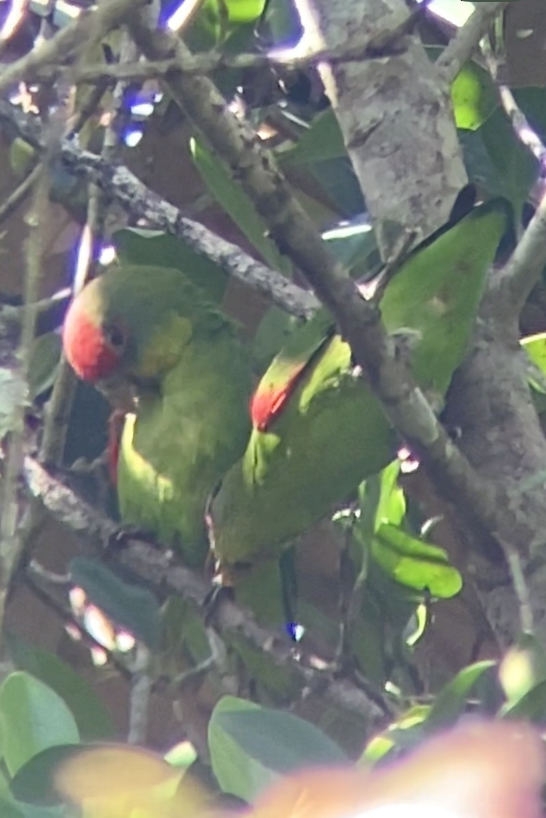 Red-fronted Parrotlet - ML646744501