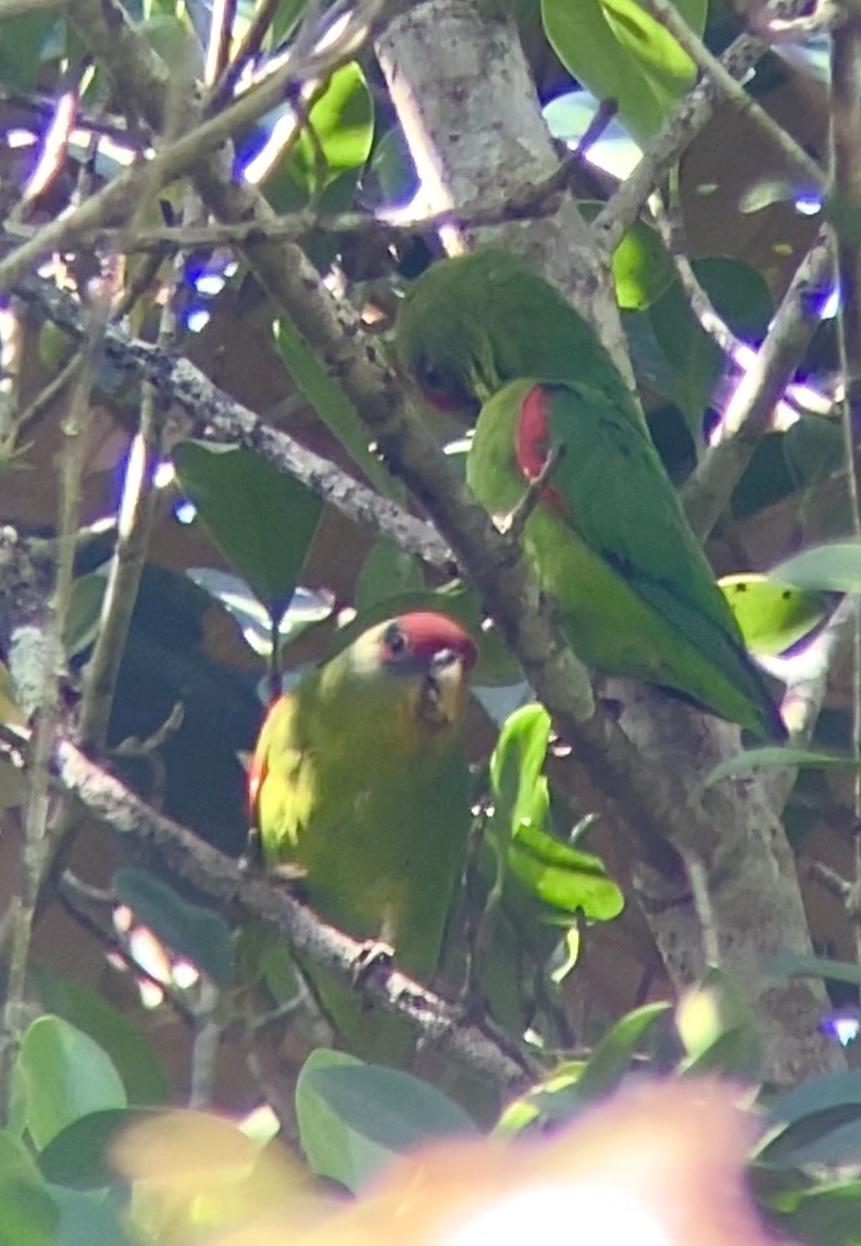 Red-fronted Parrotlet - ML646744502
