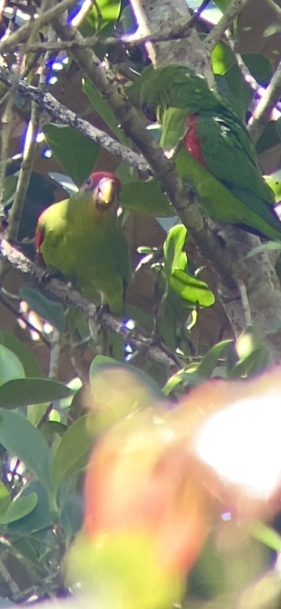 Red-fronted Parrotlet - ML646744503