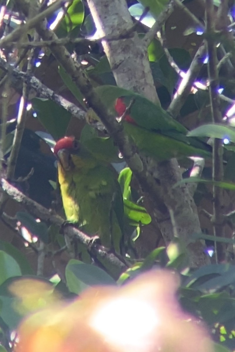 Red-fronted Parrotlet - ML646744504