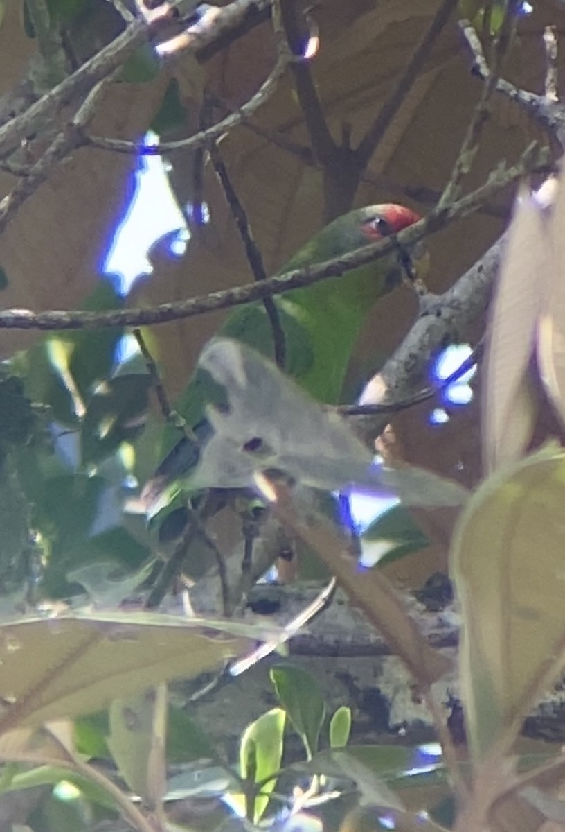 Red-fronted Parrotlet - ML646744505