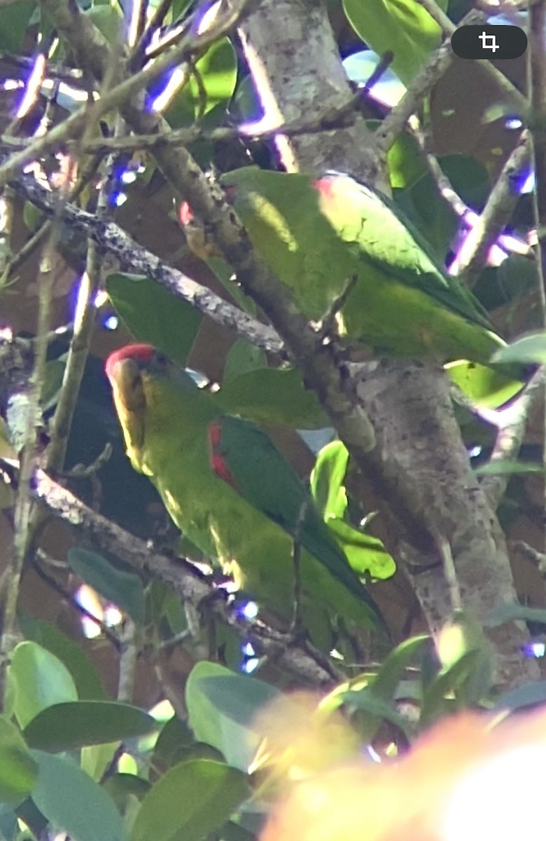 Red-fronted Parrotlet - ML646744506