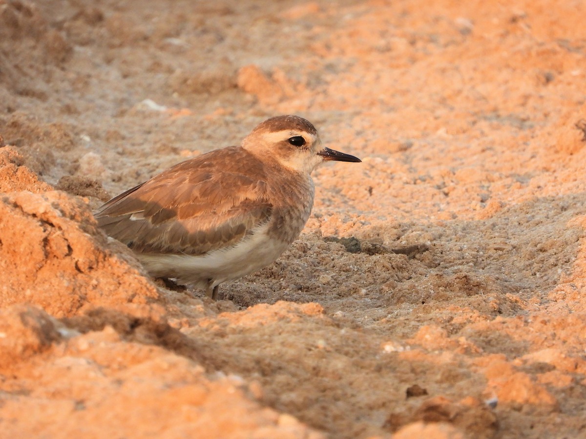 Pluvier asiatique - ML646744507