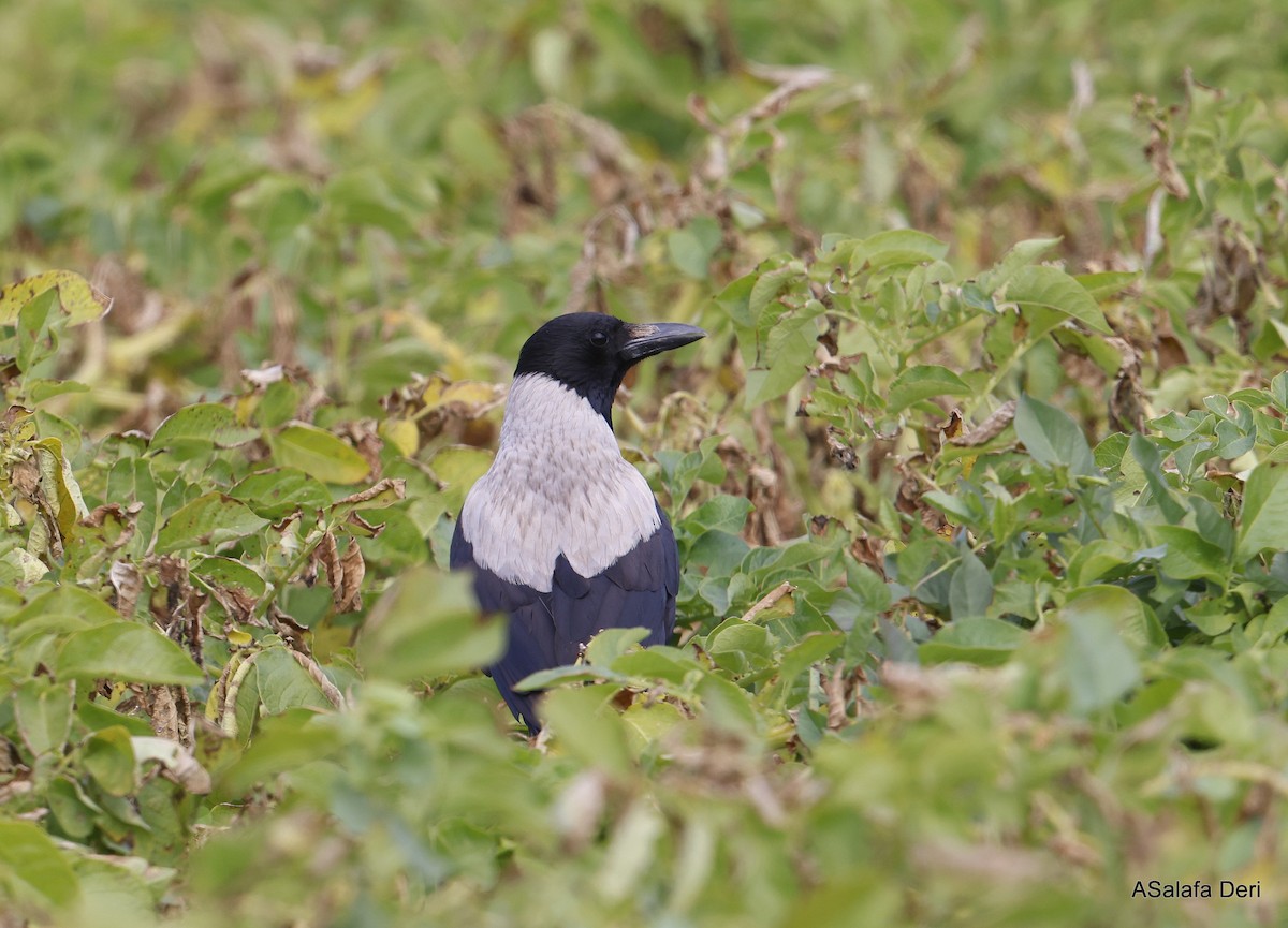 Leş Kargası [cornix grubu] - ML646744508