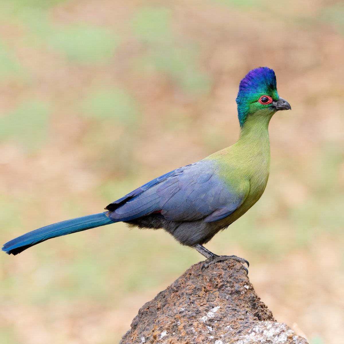 טורקו סגול-ציצית - ML646744517