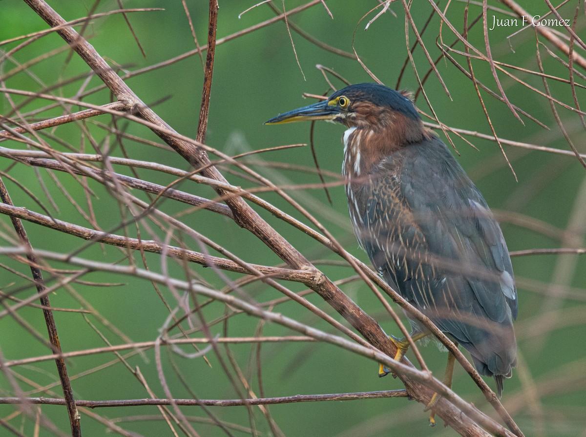 Green Heron - ML646744518