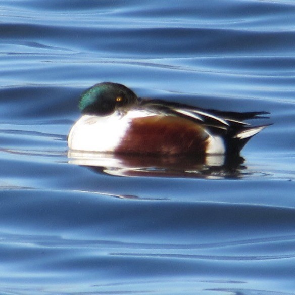 Cuchara Común - ML646744519