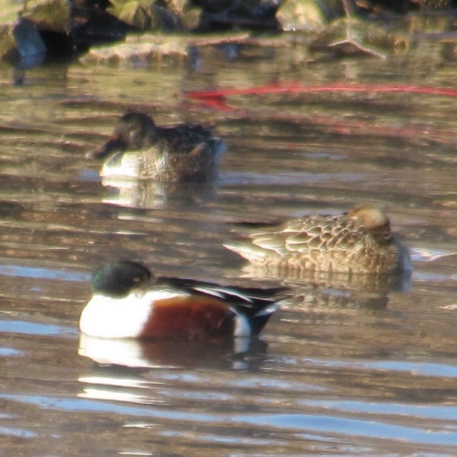 Cuchara Común - ML646744520