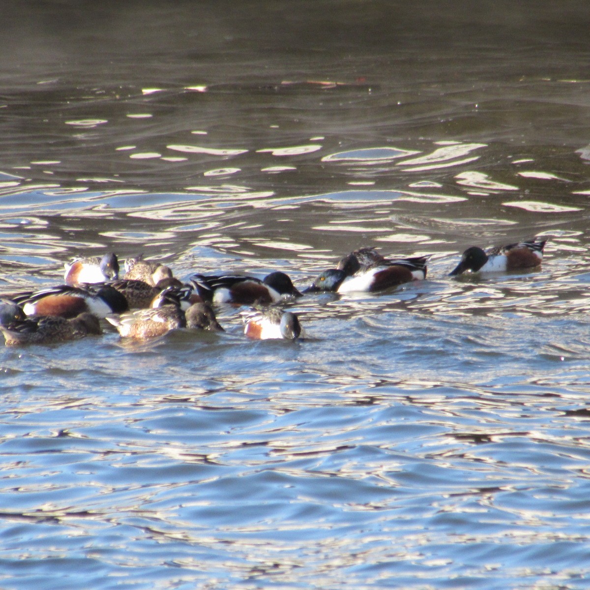 Cuchara Común - ML646744521