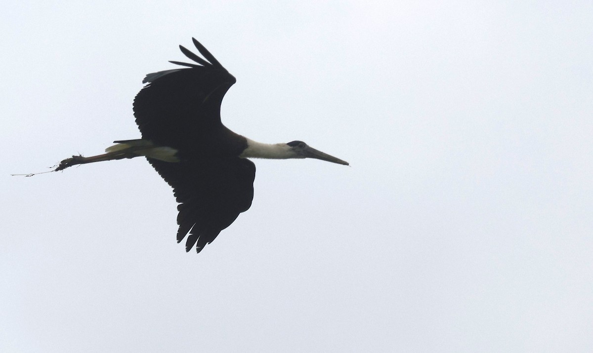 ullhalsstork - ML646744522