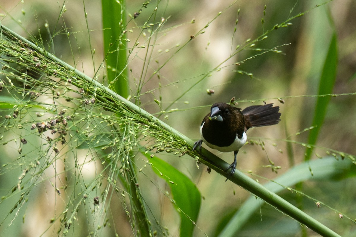 White-rumped Munia - ML646744527