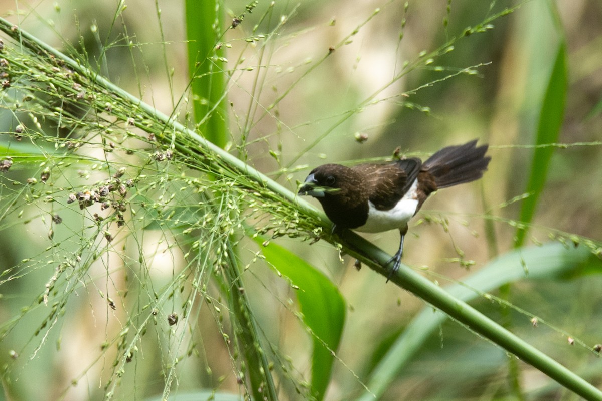 White-rumped Munia - ML646744528