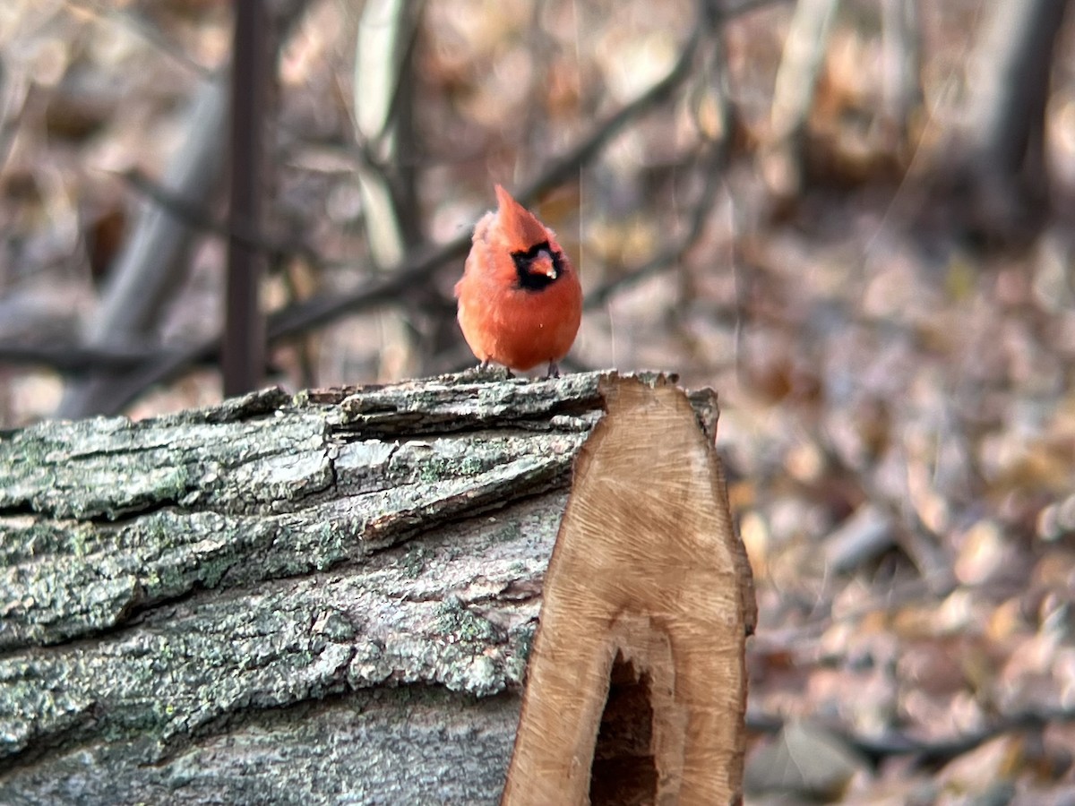 Кардинал червоний - ML646744534