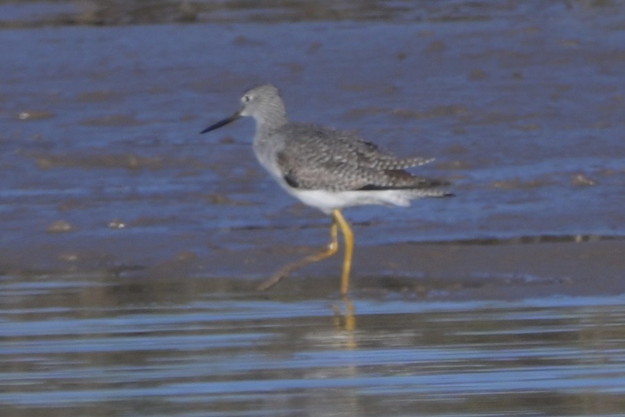 vodouš velký - ML646744535