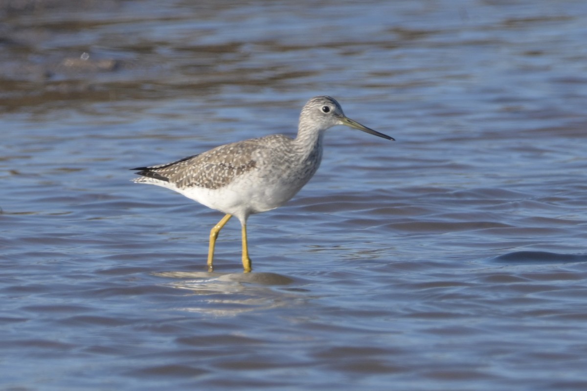 vodouš velký - ML646744536