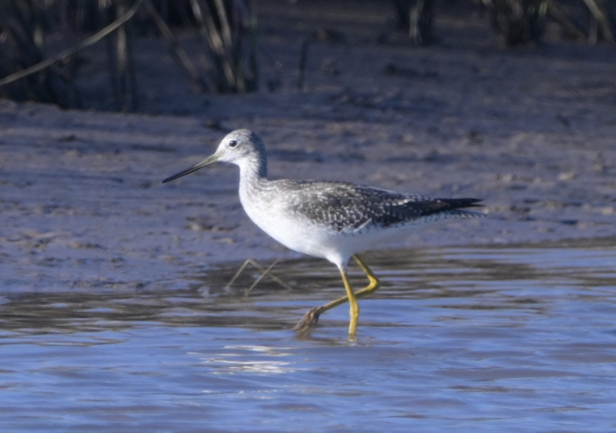 vodouš velký - ML646744537