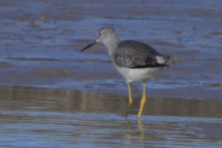 vodouš velký - ML646744538