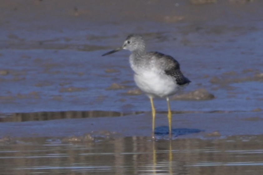 vodouš velký - ML646744539