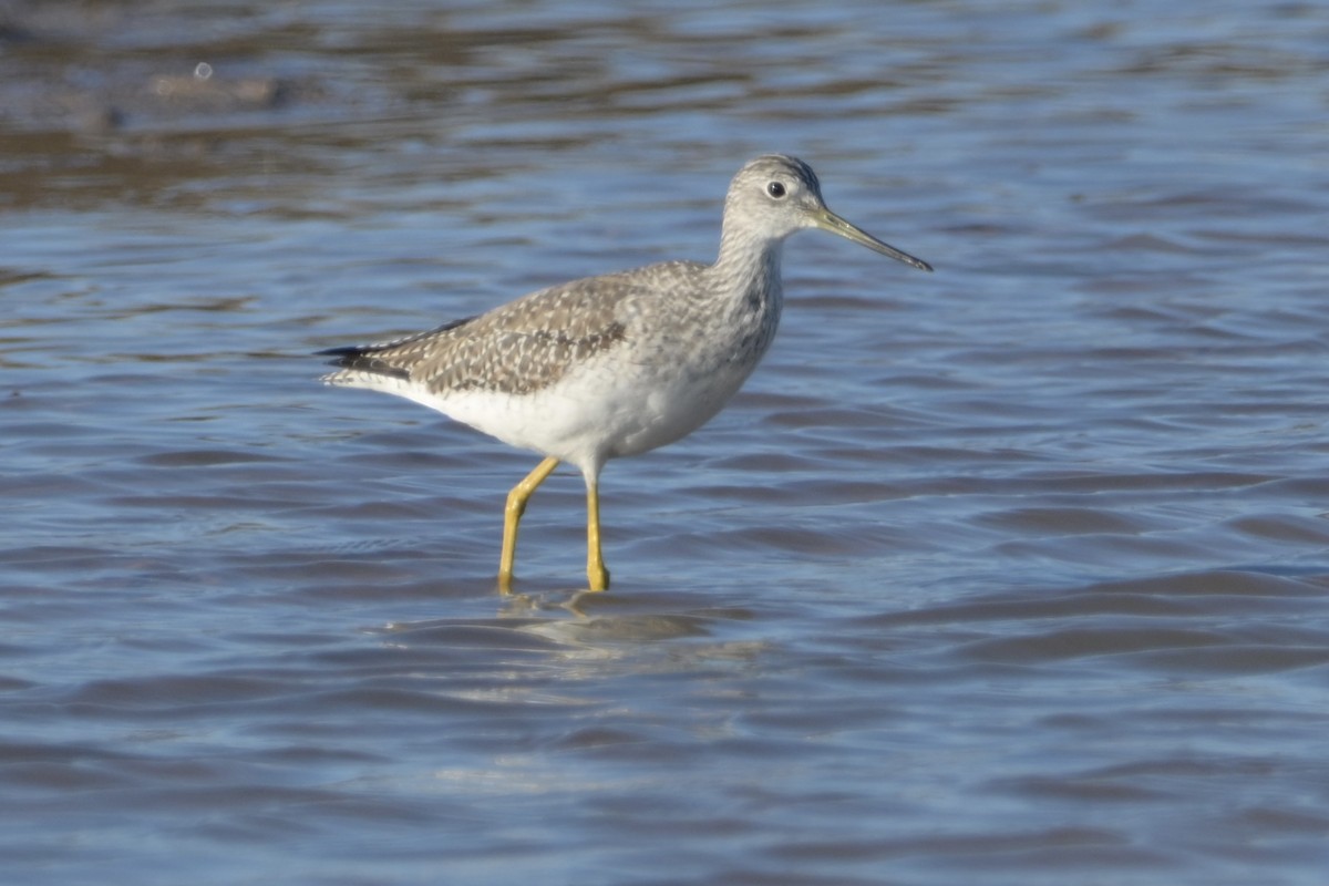 vodouš velký - ML646744540