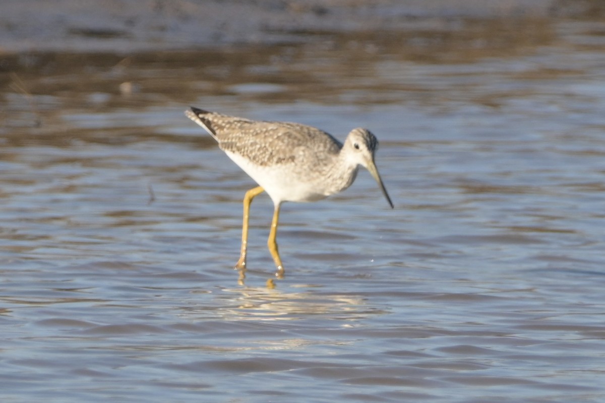 vodouš velký - ML646744541