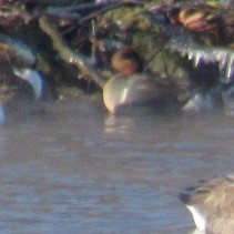 Cerceta Común - ML646744544