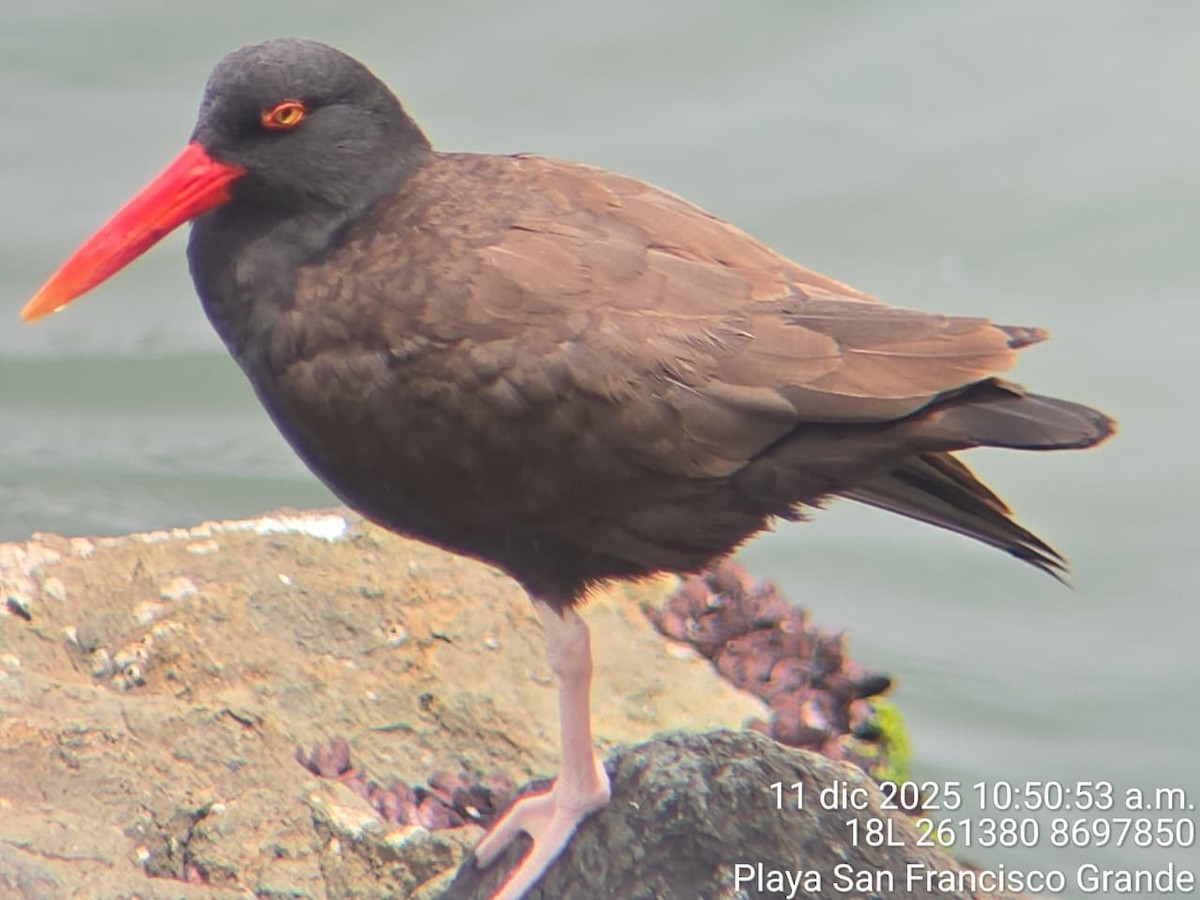 Blackish Oystercatcher - ML646744545
