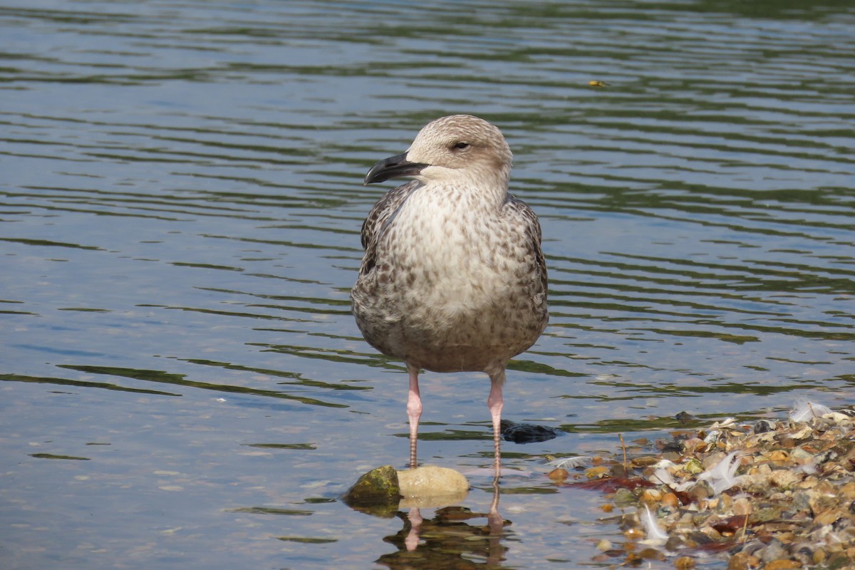 Lesser Black-backed Gull - ML646744546