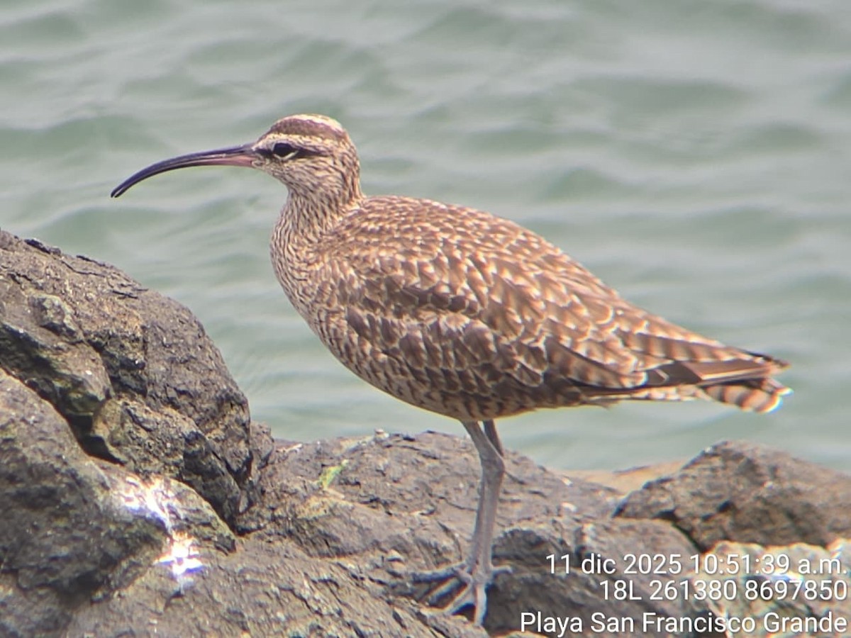 Hudsonian Whimbrel - ML646744547