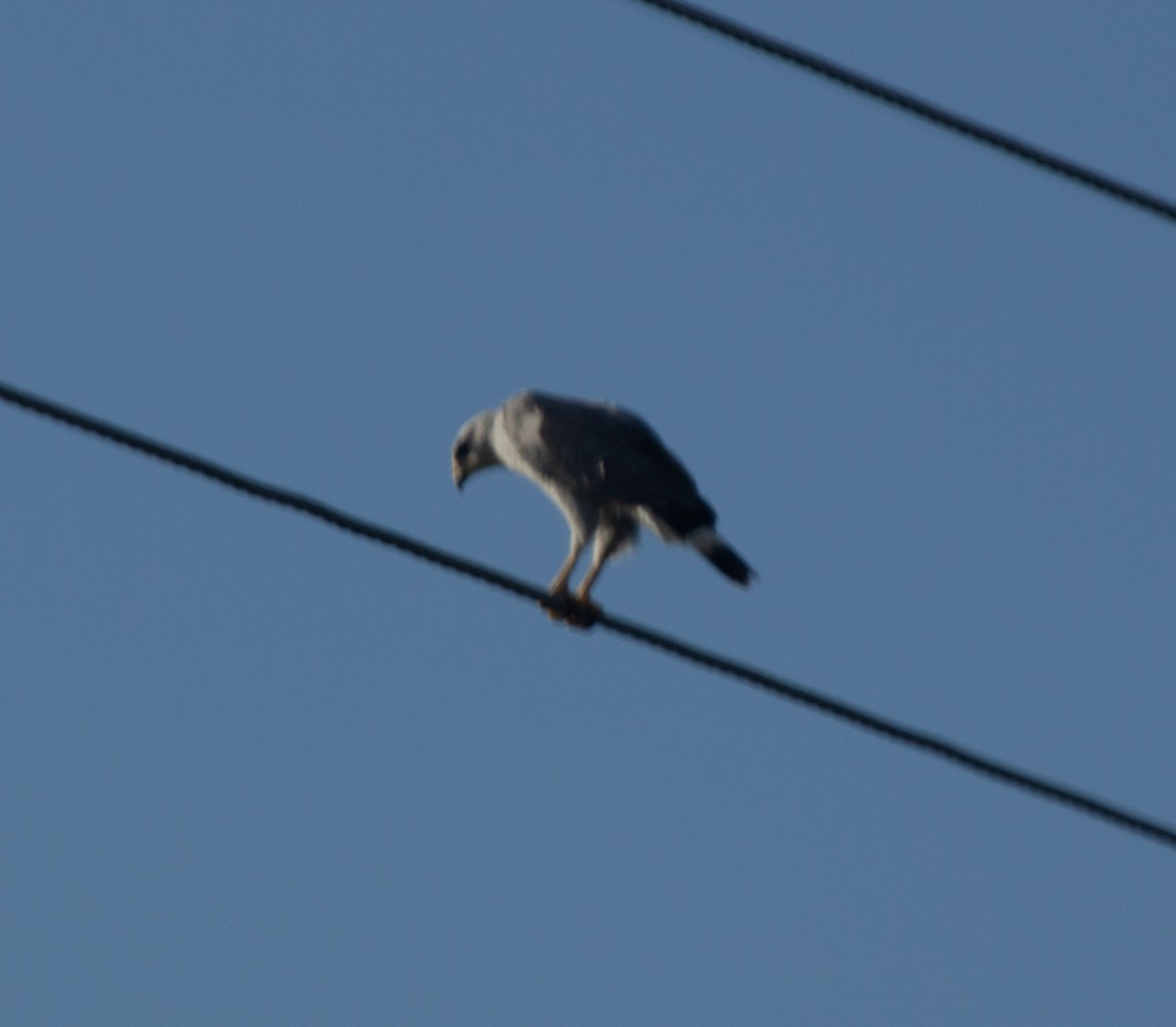 Gray-lined Hawk - ML646744548