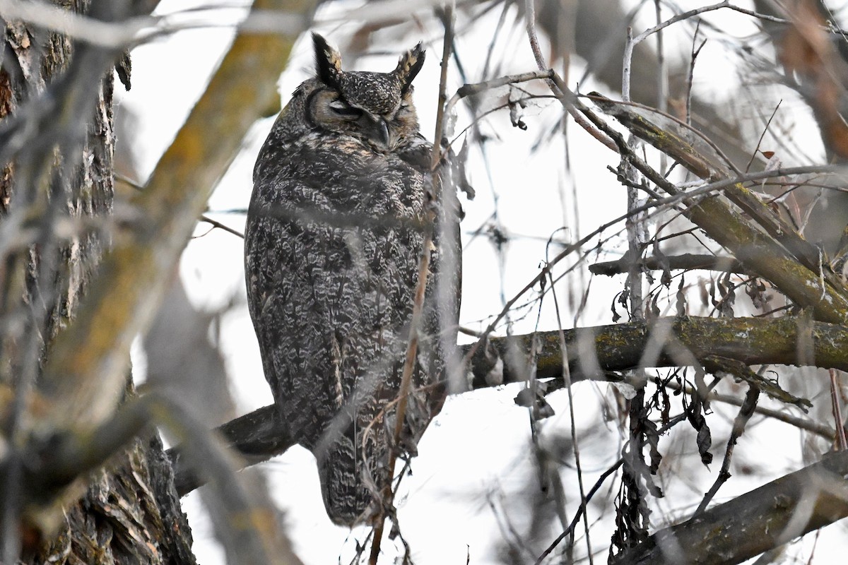 Great Horned Owl - ML646744551