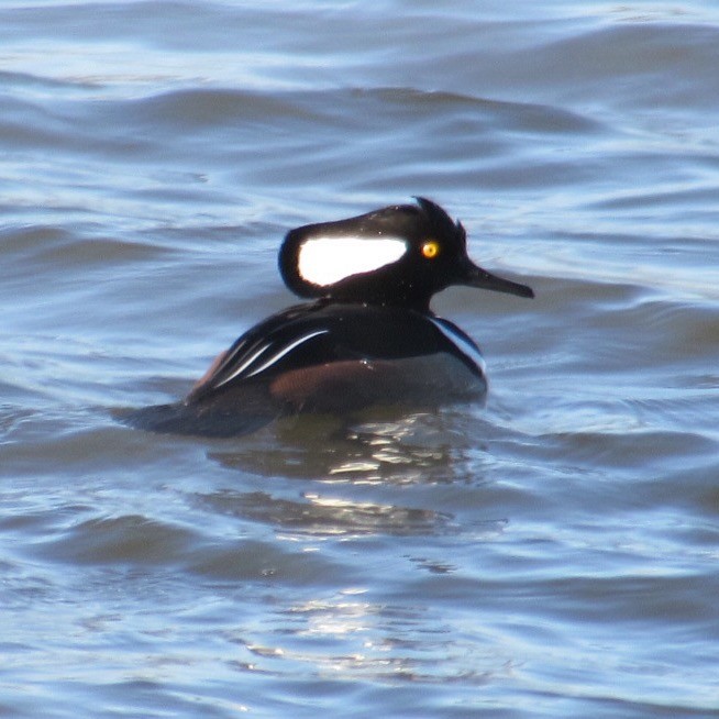 Serreta Capuchona - ML646744556