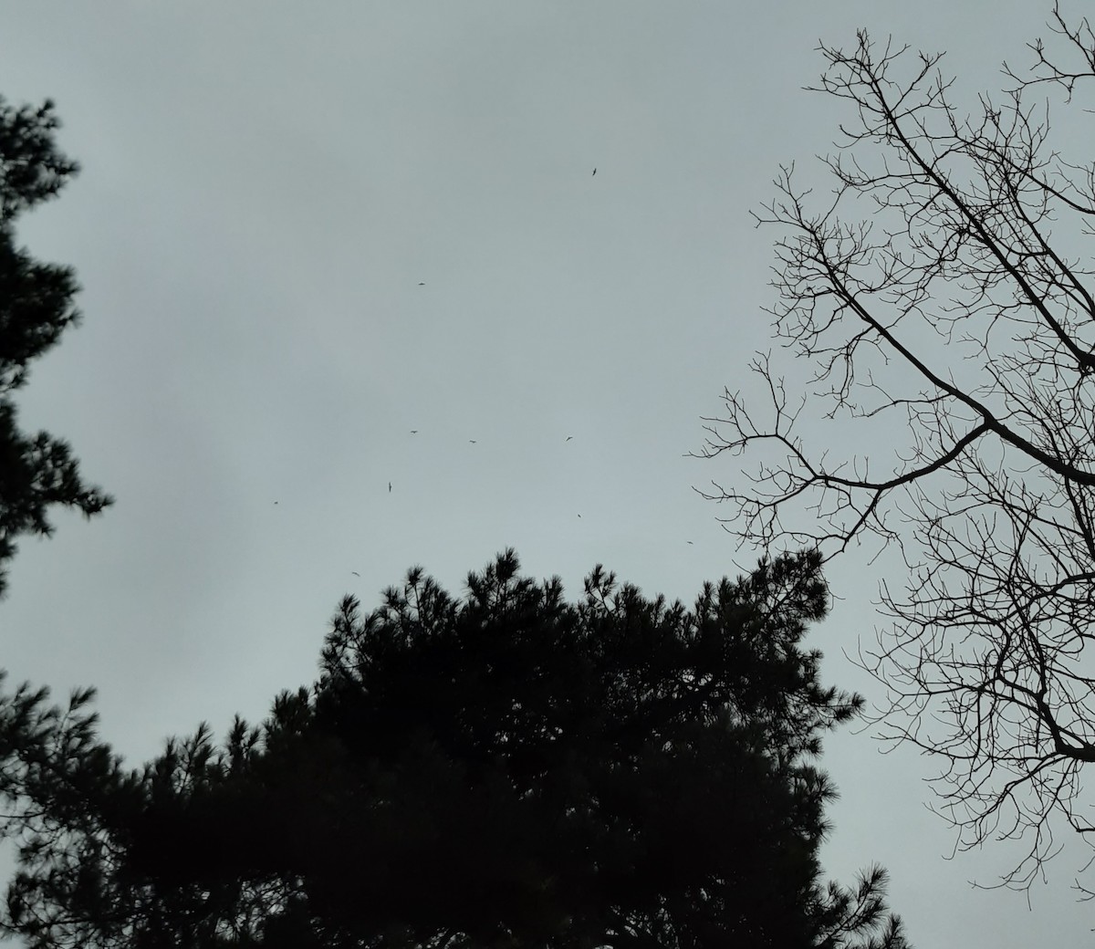 Antxeta mokogorria - ML646744561